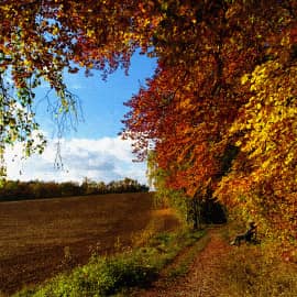 Созерцание осени