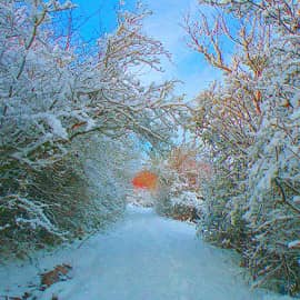 Снежный лес.