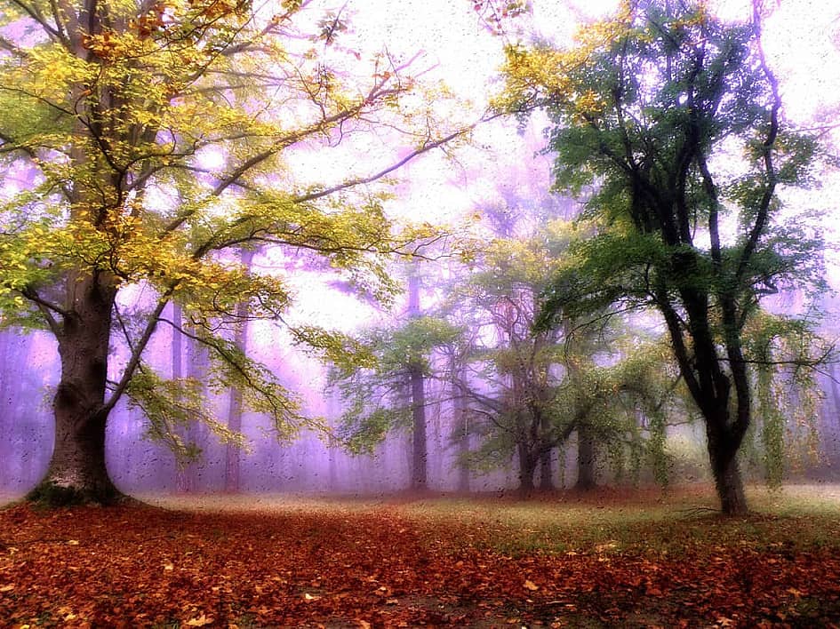 Цветные туманы осени.