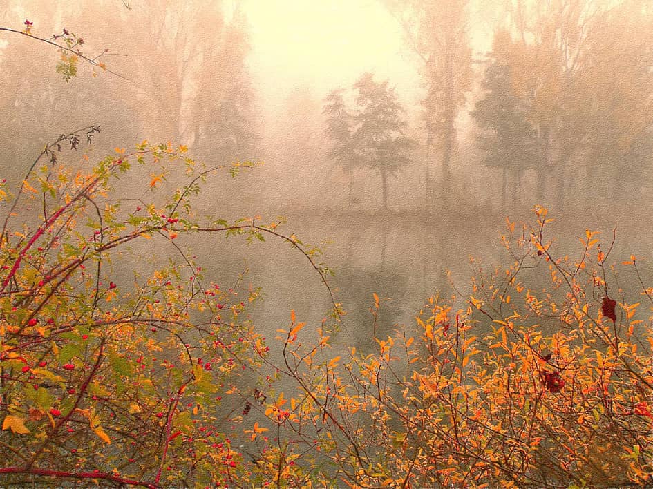 Ягоды в тумане.