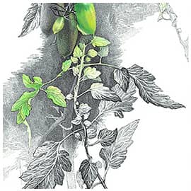 Незрелые помидоры сорта Алые Свечи