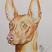 Фараонова собака