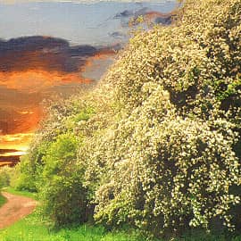 Дорога в цветах