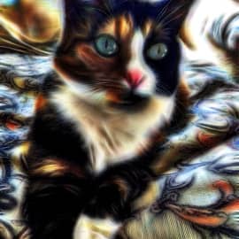 Кошка Марта