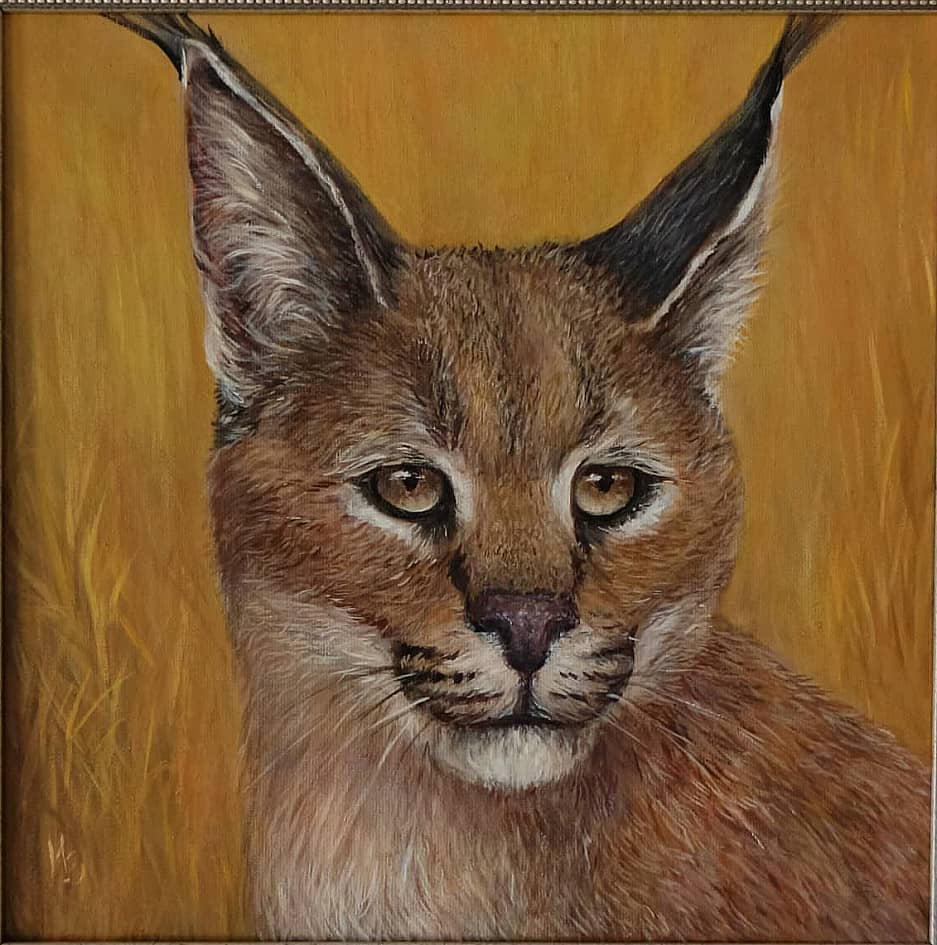 Каракал, или степная рысь.