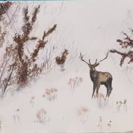 марал в тумане