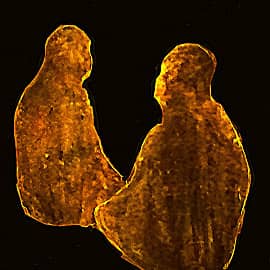 "Электрофилия"