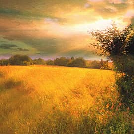 Золотое поле-2