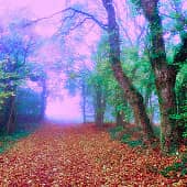 Осенние туманы.