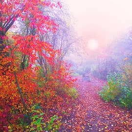 Утренний туман-2.