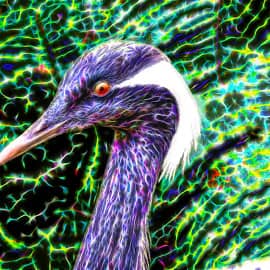 Птицы 038 Журавль красавка