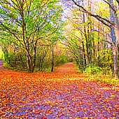 Настелила осень ковёр.