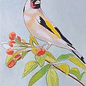 Щегол на ветке