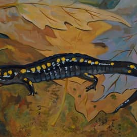 Саламандра