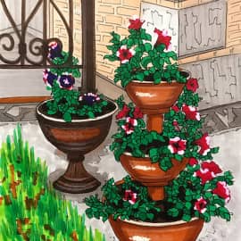 п. Удачный. Петунии. Скетч.