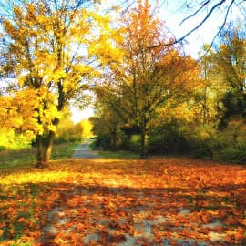 солнечные дни