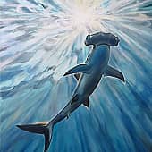 Вперёд и вверх! Акула-молот.