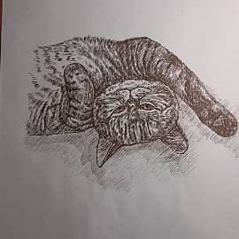 Полосатый кот