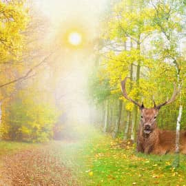 минута отдыха