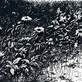 Летний карнавал  The Summer Carnival