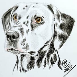 Долматинец