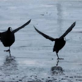 Балет на льду