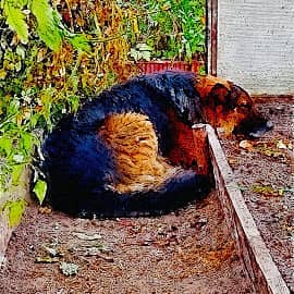 Тепличный сон