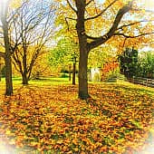 Облетают листья.