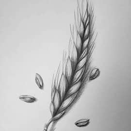 Пшеничный колосок