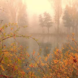 Ягоды в тумане.