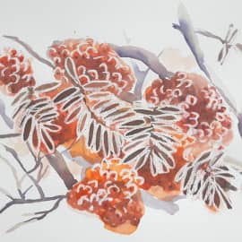 Зимняя рябина