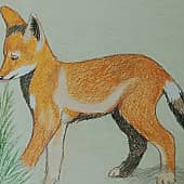 Щенок койота