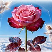 " Роза Мира"