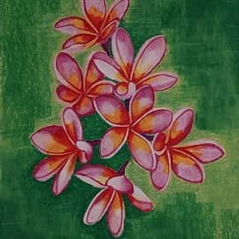 Франжипани