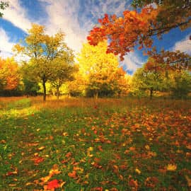 Осенние краски