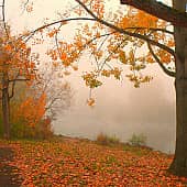 Туман у реки.