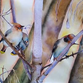 Свиристели на закате солнца.