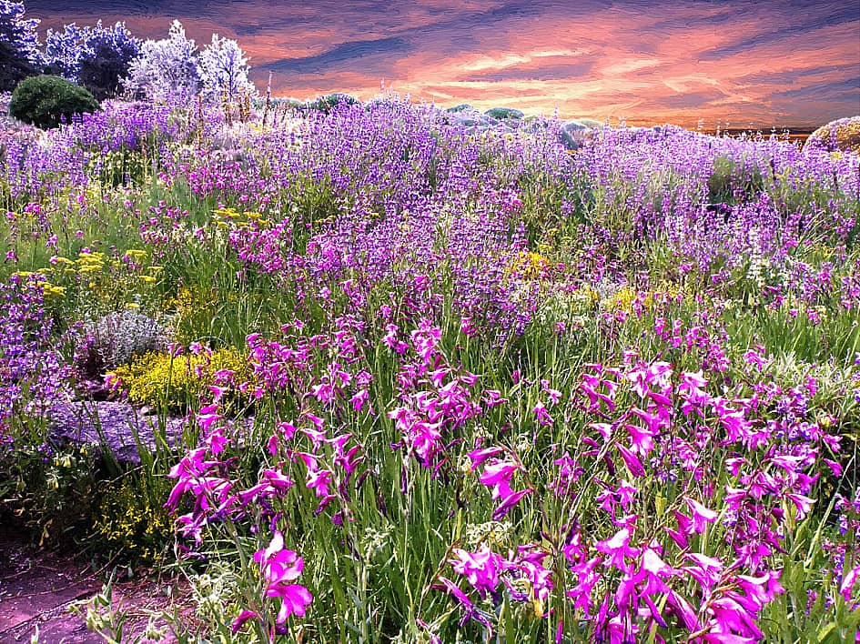 Цветы на склонах.