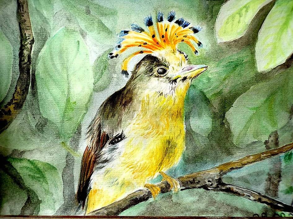 Амазонский венценосный