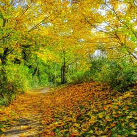 падают, падают листья