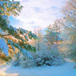 Снежное утро.