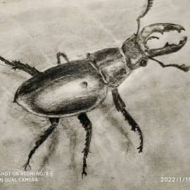 " ЖУК БОГДАН "