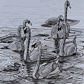 Гадкий утёнок