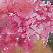 Гортензия дома