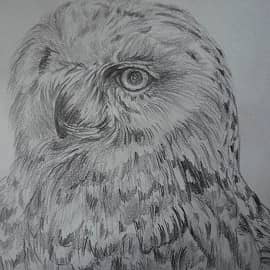 Сова. Все вижу.