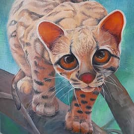 Маргай,мексиканский  дикий котенок.