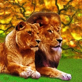 Львы после охоты