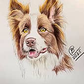 Бордер-Колли