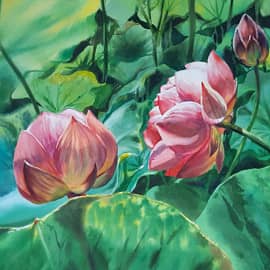 Лотосы в ботаническом саду. Испания