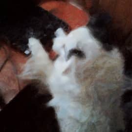 Собачья эволюция